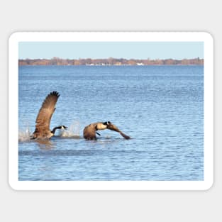 Canada Geese Pair No.1 Sticker